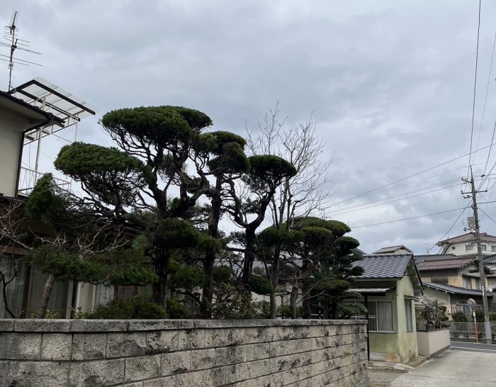 庭木剪定　